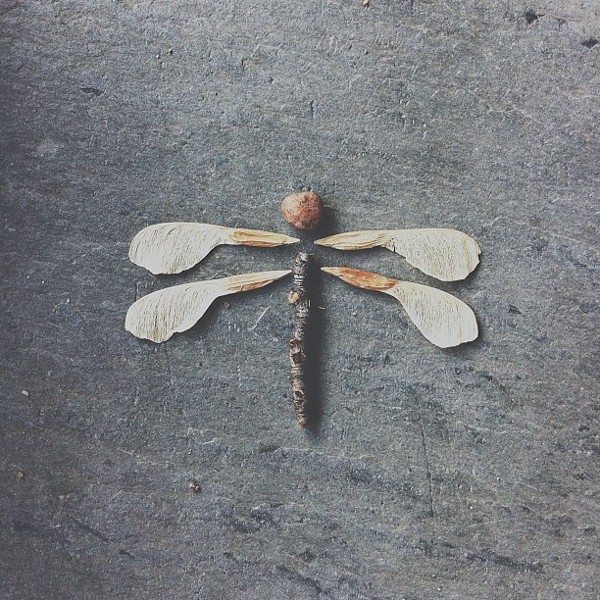 dragonfly Conceptual iPhone Photography from Brock Davis